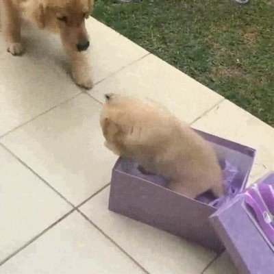 perro,sorpresa,caja