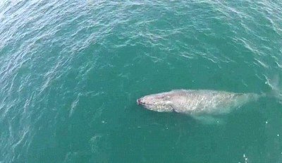 Enlace a Ballenas tan bonitas que sacan un arcoiris de su interior