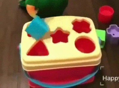 loro,animal,inteligente