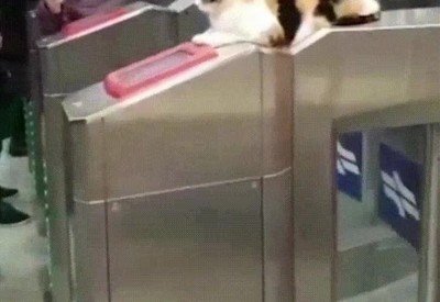 revisor,futuro,gato,metro