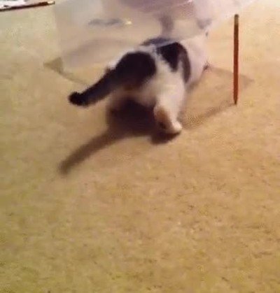 Esta trampa para trollear a tu gato siempre funciona trampa,troll,gato