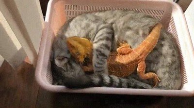 ma&ntilde;ana,gatos,mimos