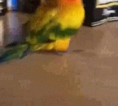 pajaro,creado,ubisoft,bugs