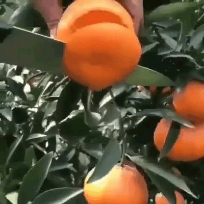 Enlace a Sin duda una de las mejores bebidas del mundo