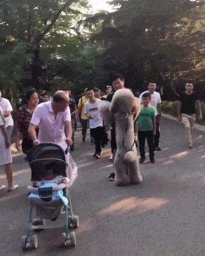 perro,gigante,brazos