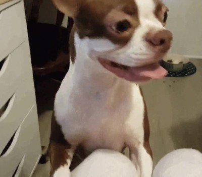 perro,cara,tomar,serio