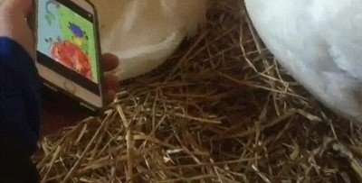 Si yo fuera gallina también estaría enganchada a los dibujos animados gallina,enganche,dibujos,animados
