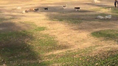 perro,jugar,coche,control,remoto