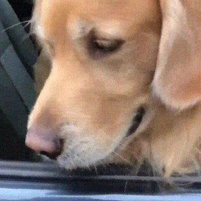 perro,calle,coche,salto