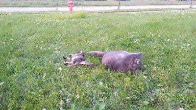 Enlace a En esta vida hay tres tipos de gato