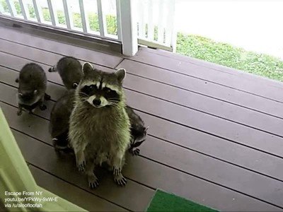 Enlace a Un mapache y su familia se acercan a casa para saludar 