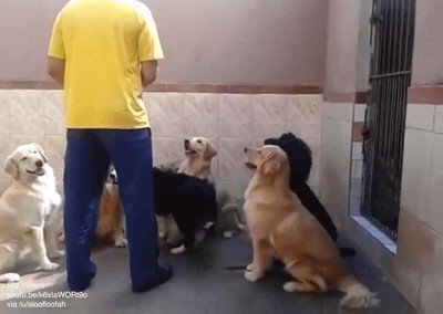 Enlace a Estos perros saben que ser paciente tiene su recompensa