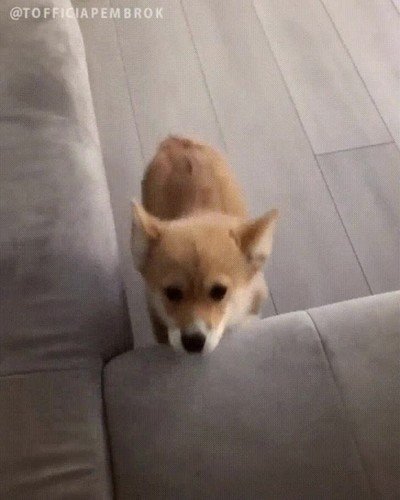 Enlace a Este perro me representa intentando cumplir mis metas