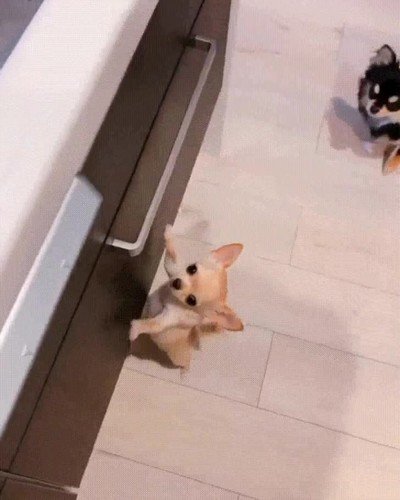 perro,nervioso,hora,comida