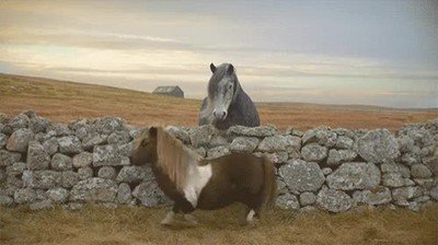 michael jackson,reencarnar,animal