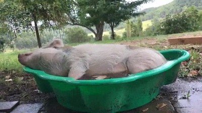 cansado,cama,fiesta,cerdo