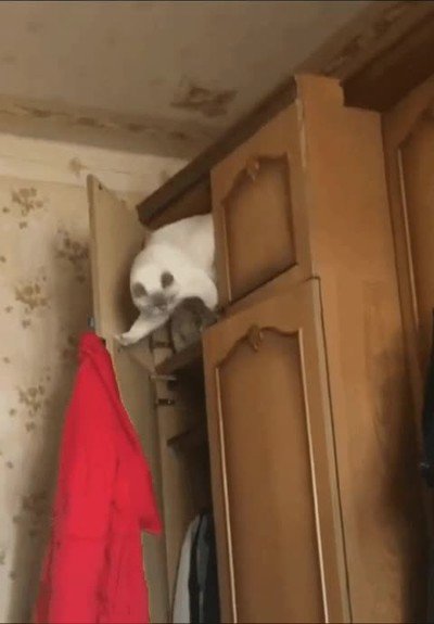 pasar,momento,gato,puerta