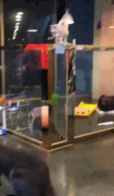 mapache,expectativas,vida