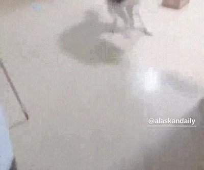 entender,perro,casa,leonera