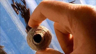 peor,pasar,nido,avispas