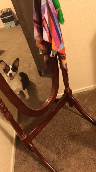 perro,reaccion,reflejo