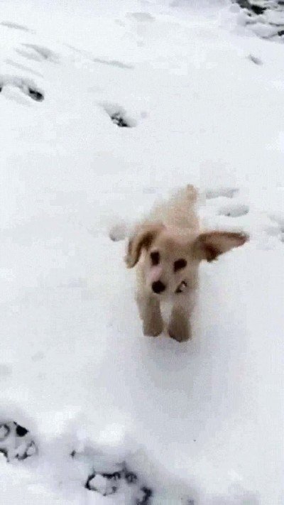 reaccion,perro,primera,vez,nieve