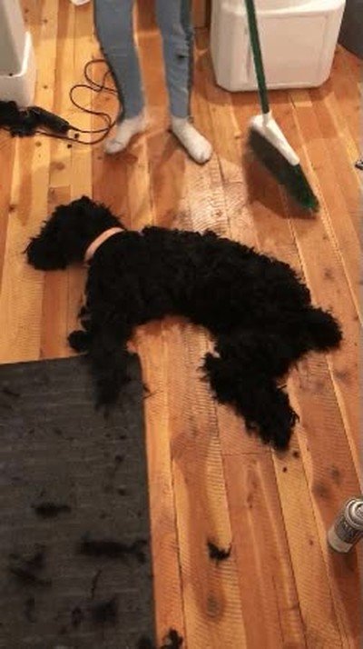 perro,trauma,suelo,barrer