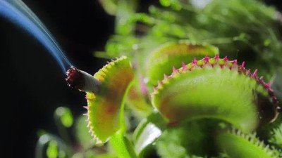 Enlace a Plantas carnívoras que también merecen relajarse un poco