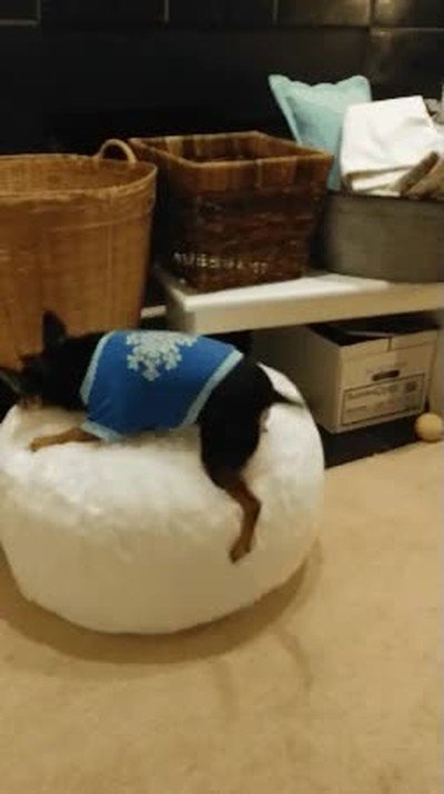 importante,retirada,perro