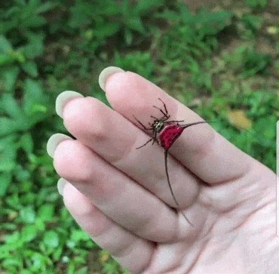 bicho,mente,dise&ntilde;ador,retorcido