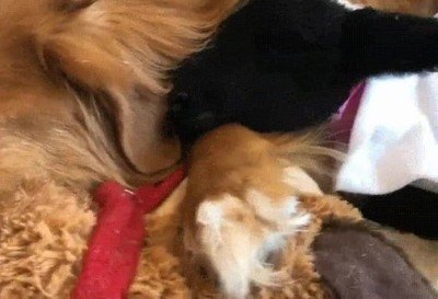 hora,fiesta,perro,cabra