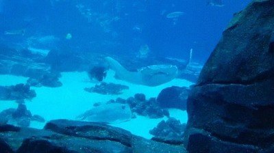 Enlace a Una mantarraya haciendo un Back Flip