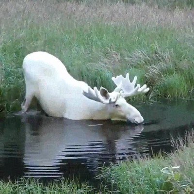 Enlace a El extraño avistamiento de un alce blanco en Suecia
