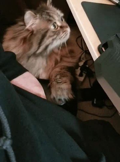 Enlace a La genial forma de mi gato de pedir un poquito de atención