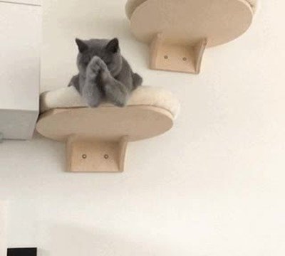 gato,aplaudir,trabajo