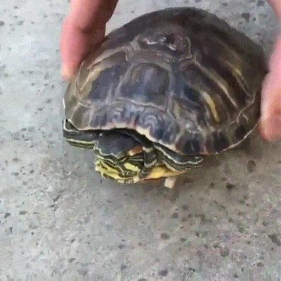 tortuga,fan,velocidad