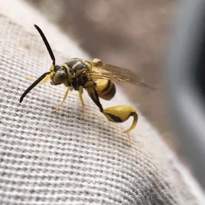 animal,salir,peor,pesadillas