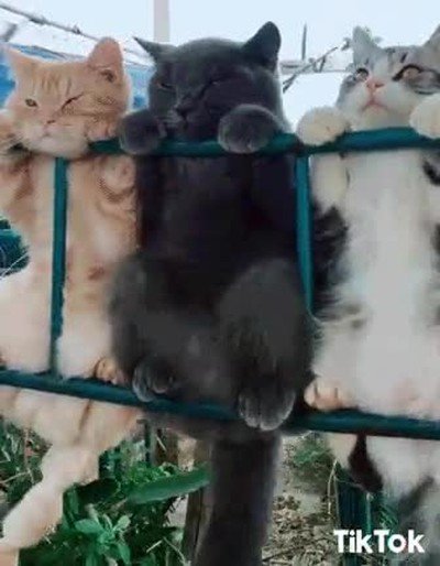 adorable,gatos,balanceando