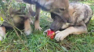 lobos,compartir,comida