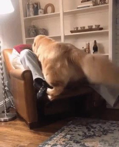 grande,perro,sofa