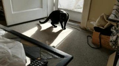 gatos,instinto,cazador