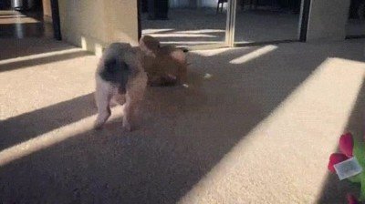 Enlace a Algo me dice que ese peluche va a acabar un poco mareado 