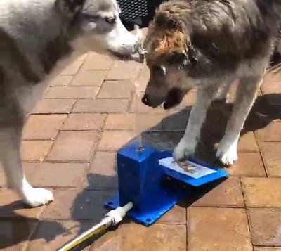 perro,entender,funciona