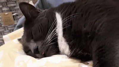 dormir,gato,olor,bacon