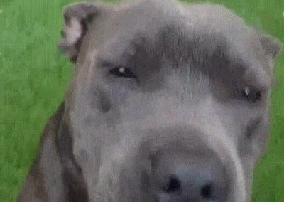 cara,poner,rascar,perro