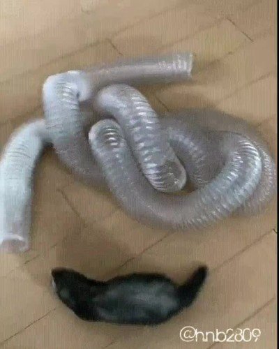 Enlace a Atrápame si puedes 