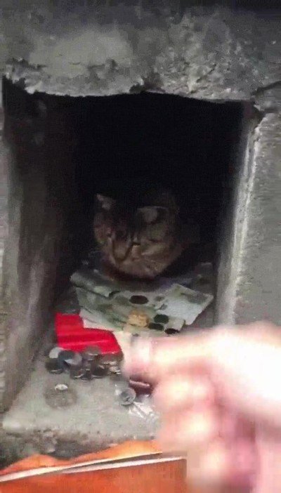 gato,control,finanzas