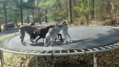 En cambio los niños ahora están persiguiendo palos por el bosque perros,salto,niños