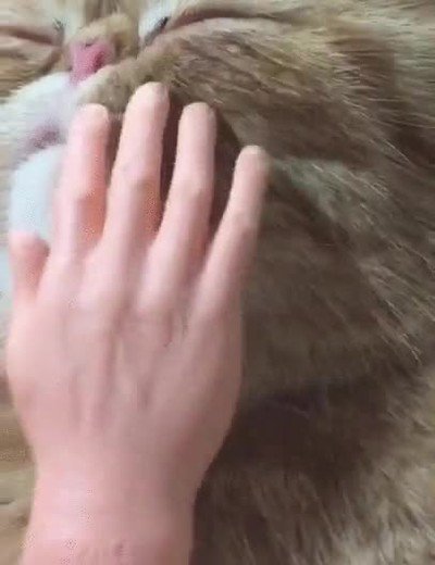 gato,recibir,manos,masaje