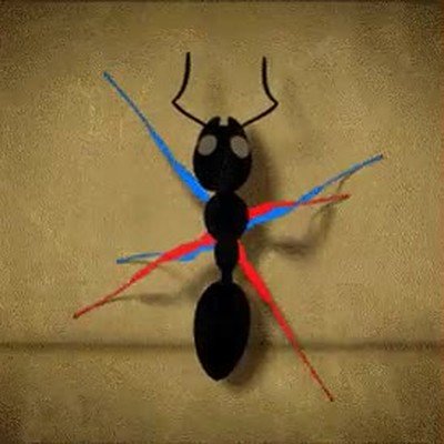 representación,hormigas,caminar
